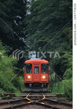 Tarumi Railway Metropolitan Area Color Haimo 295-315 running through the green tunnel 104775650