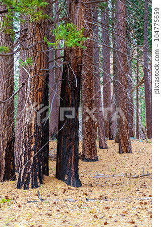 Burnt Sequoia Trunk Burnt Sequoia Trunk 104775659
