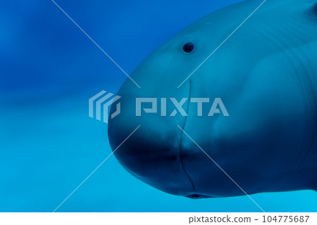 宮島水族館的江豚 宮島水族館的江豚 104775687