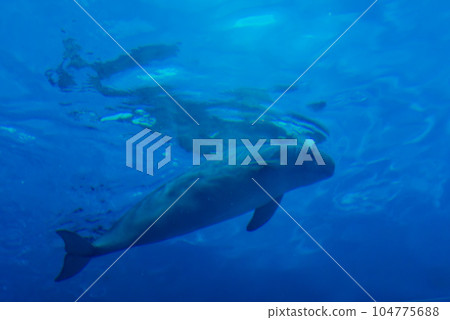 宮島水族館的江豚 宮島水族館的江豚 104775688