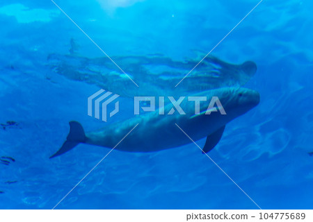宮島水族館的江豚 104775689