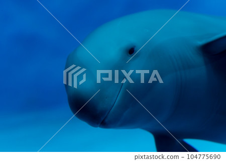 宮島水族館的江豚 宮島水族館的江豚 104775690