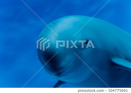 宮島水族館的江豚 宮島水族館的江豚 104775691