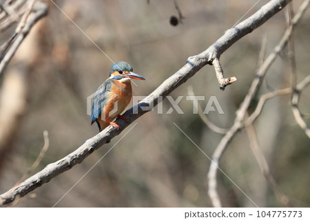 翠鳥玉 104775773