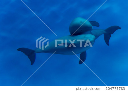 Finless porpoise at Miyajima Aquarium 104775783