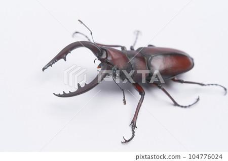 一隻白色背景的大型國產鋸鍬甲蟲 104776024