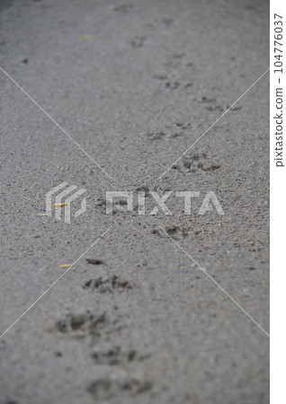 雨後泥濘路上的動物腳印 104776037