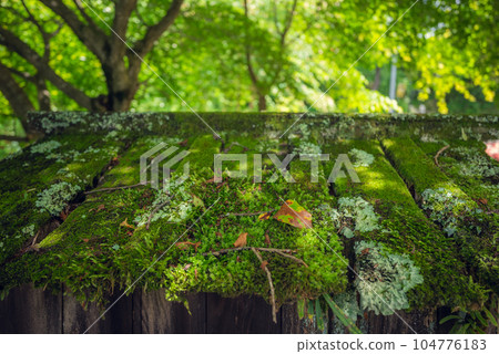 [Magome Pass] Moss, fresh greenery and sunlight filtering through the trees [Samurai Road] 104776183