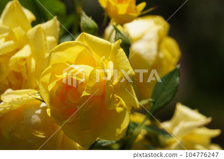 Yellow rose Yellow rose 104776247