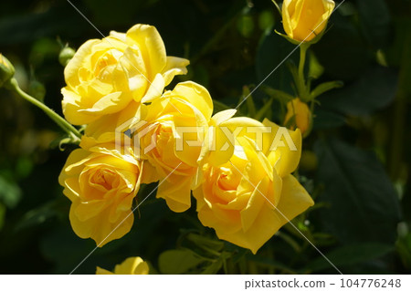 Yellow rose Yellow rose 104776248