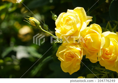 Yellow rose Yellow rose 104776249