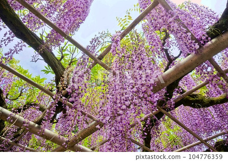 Japanese-style wisteria flowers at Rinsenji Temple 104776359