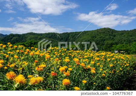 A flower garden A flower garden 104776367