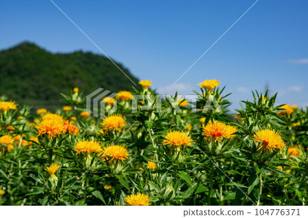 A flower garden 104776371