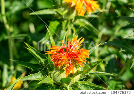 A flower garden 104776373