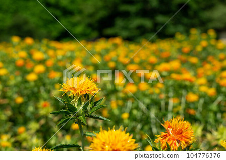 一個花園 104776376