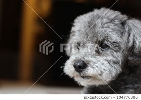Side view of a gray toy poodle Close-up expression - Stock Photo