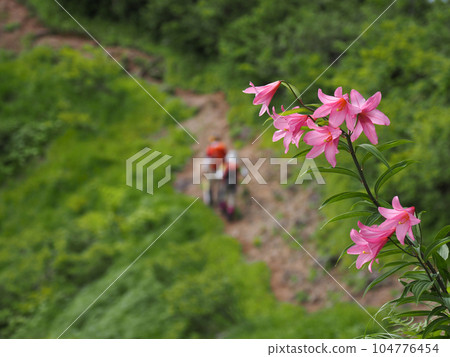Himesayuri flowers and climbers Himesayuri flowers and climbers 104776454