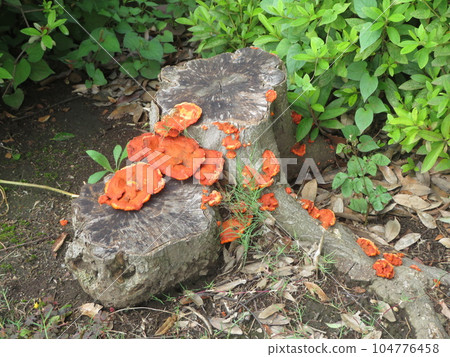 stump mushroom stump mushroom 104776458