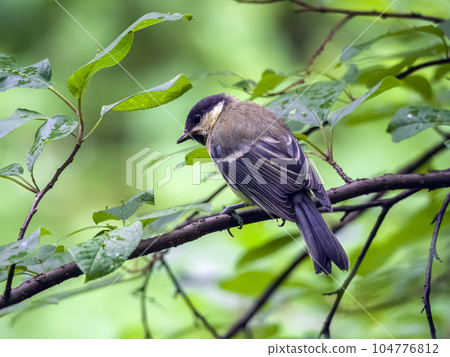 Willow tit on the branch bush. Close-up 104776812