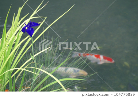 Iris 104776859