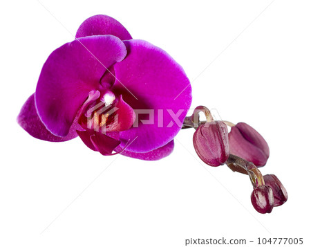 Beautiful blooming flower of the phanelopsis orchid is purple against a background of not yet blooming buds, isolated on a white background. Horizontal arrangement. 104777005