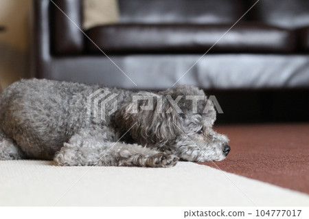 The expression of a toy poodle relaxing on a non-slip mat floor and resting its face on the floor 104777017