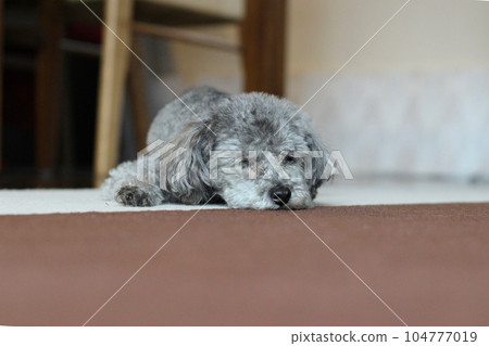 The expression of a toy poodle relaxing on a non-slip mat floor and resting its face on the floor 104777019