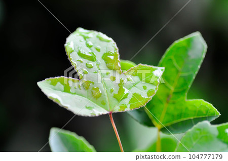 maple leaf, maple leaves or green leaf in rainy day maple leaf, maple leaves or green leaf in rainy day 104777179