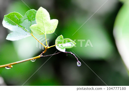 maple leaf, maple leaves or green leaf in rainy day maple leaf, maple leaves or green leaf in rainy day 104777180