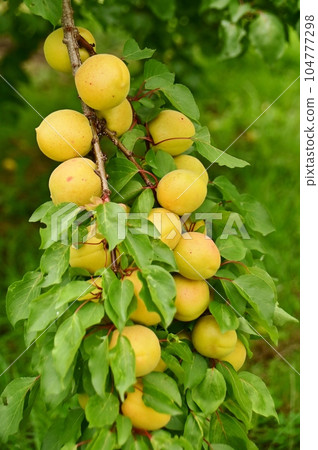 A branch of plump apricot 104777298