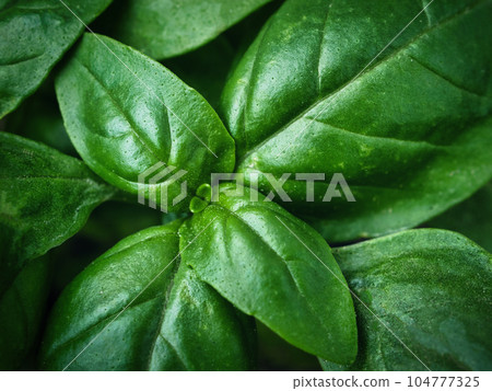 Basil leaves texture Stock Photo 104777325 PIXTA