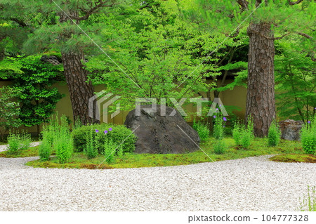 京都廬山寺源氏庭園，風鈴花盛開 104777328