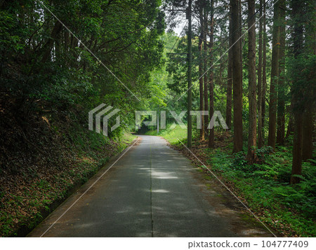 When the beautiful sunlight hits the forest road in Japan When the beautiful sunlight hits the forest road in Japan 104777409