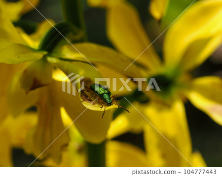 Scenery with green leaf beetles Scenery with green leaf beetles 104777443