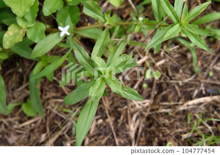 Meriken Mugra 104777454