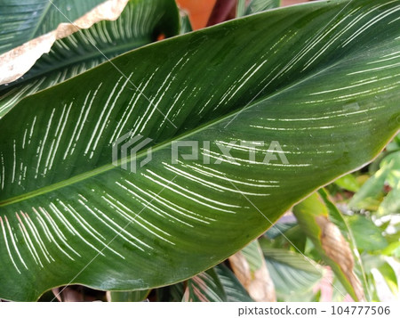 Close up of pin stripe plant Close up of pin stripe plant 104777506