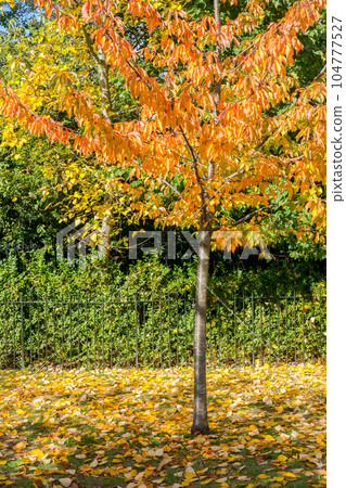 Tree Branch with yellow leaves, autumn. Tree Branch with yellow leaves, autumn. 104777527
