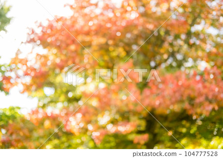 Blurred image bokeh of Tree Branch with yellow and red leaves, autumn. Blurred image bokeh of Tree Branch with yellow and red leaves, autumn. 104777528