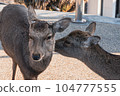 Nara deer kiss 104777555