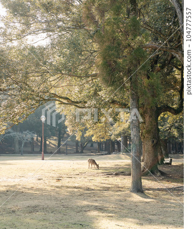 Nara Deer in the field 104777557