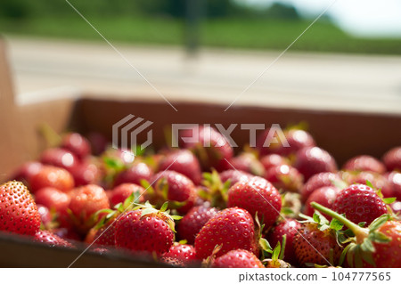 A lot of strawberries in a box harvested by strawberry picking A lot of strawberries in a box harvested by strawberry picking 104777565