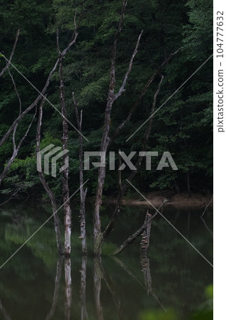Submerged tree 104777632