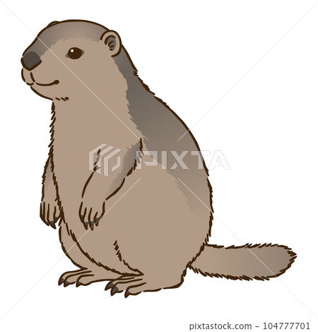 旱獺 旱獺 104777701