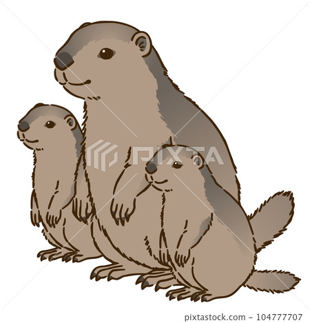 Parent and child of marmot Parent and child of marmot 104777707
