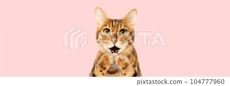Surprised cat covering his mouth with his paws on a pink background. Surprised cat covering his mouth with his paws on a pink background. 104777960