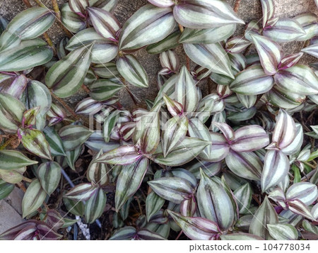 Close up of silver inch plant  104778034