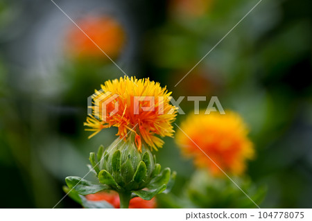 紅花 104778075
