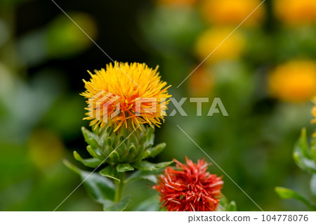 紅花 104778076