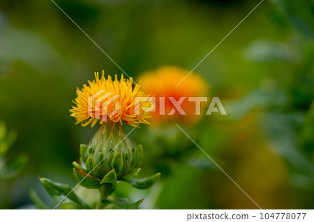 紅花 104778077